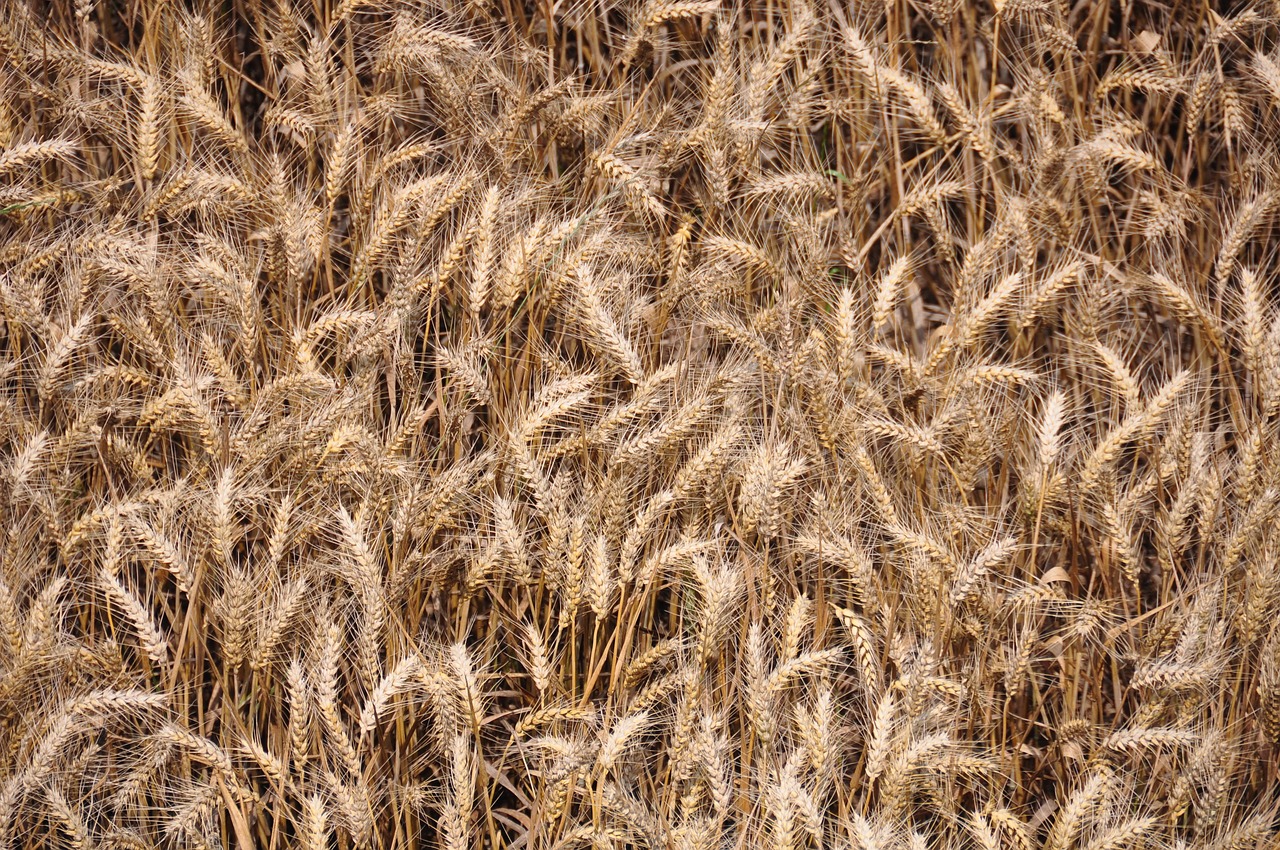 wheat crop agriculture free photo