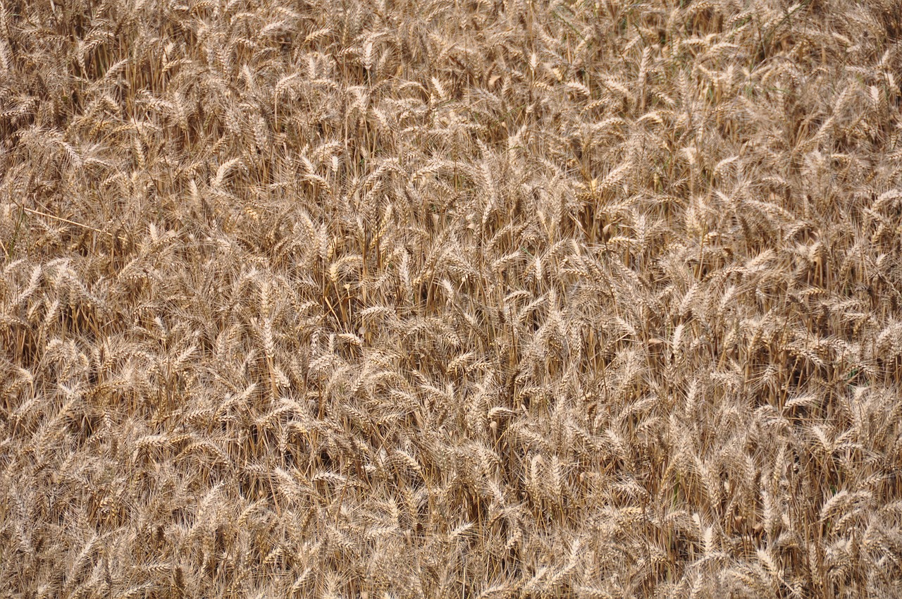 wheat crop agriculture free photo
