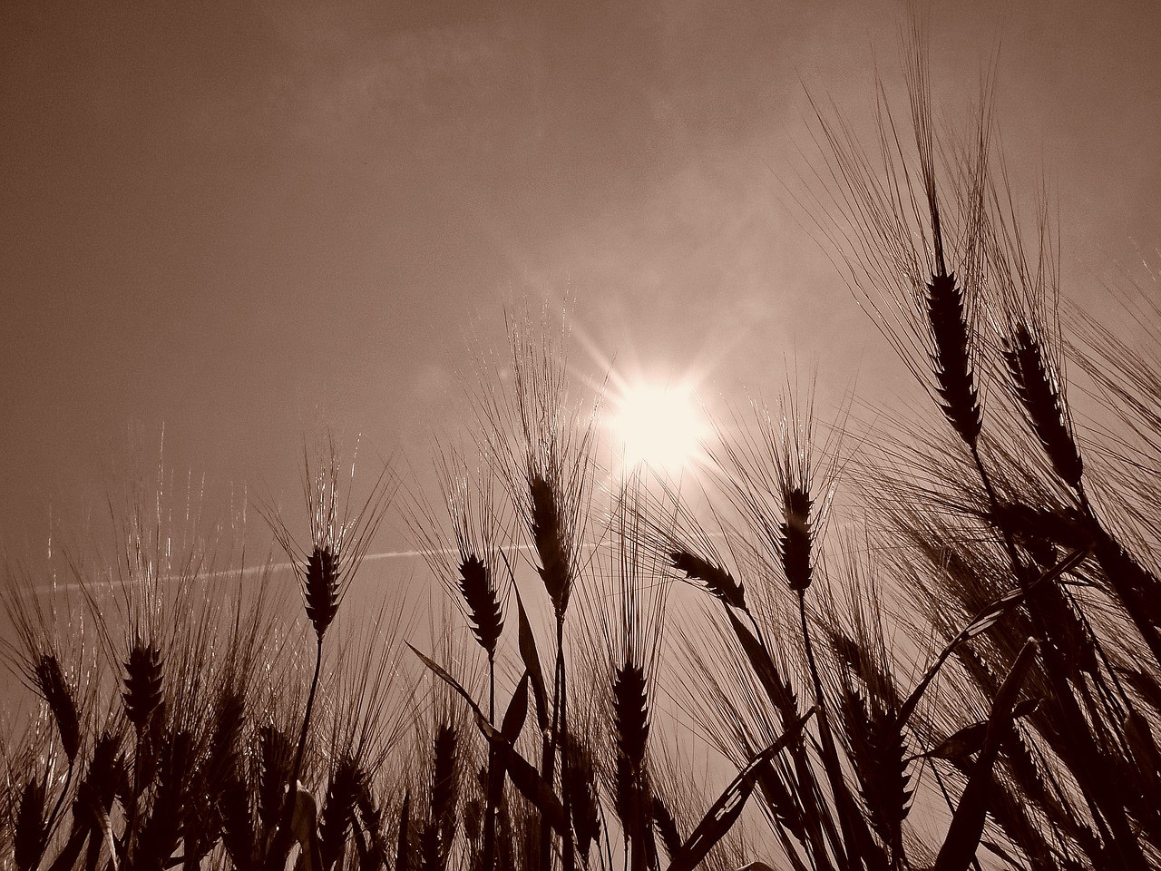 wheat field cereals free photo