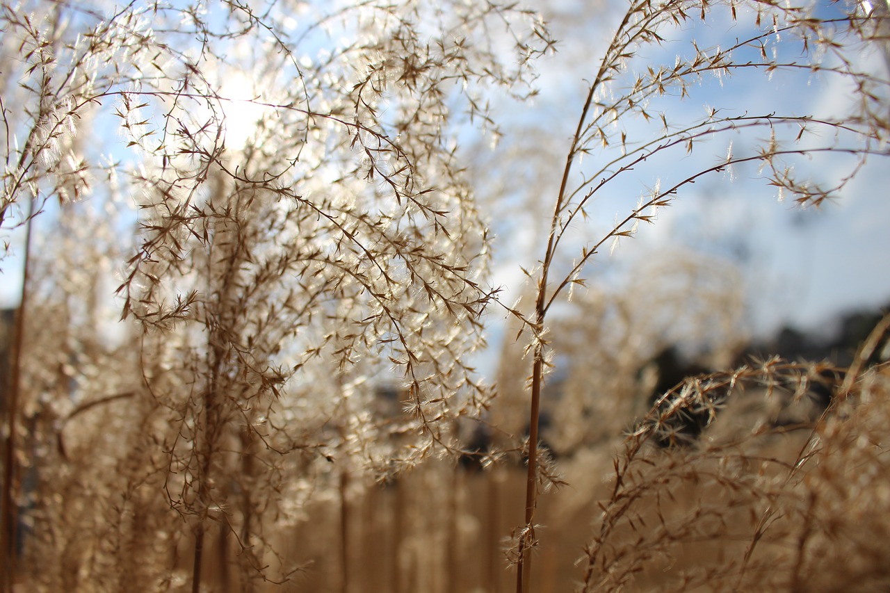 wheat straw golden free photo