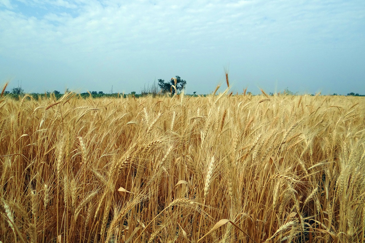 wheat crop ripe free photo