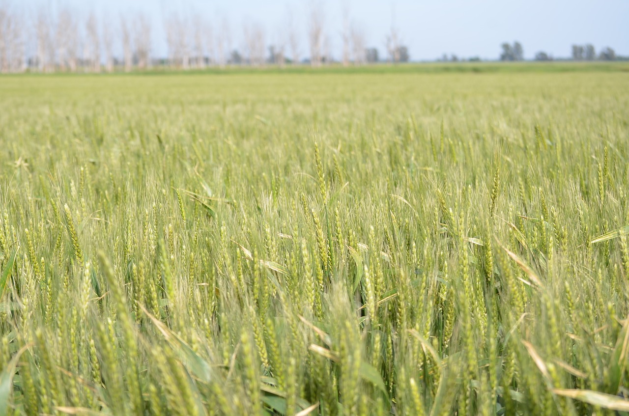 wheat field green free photo