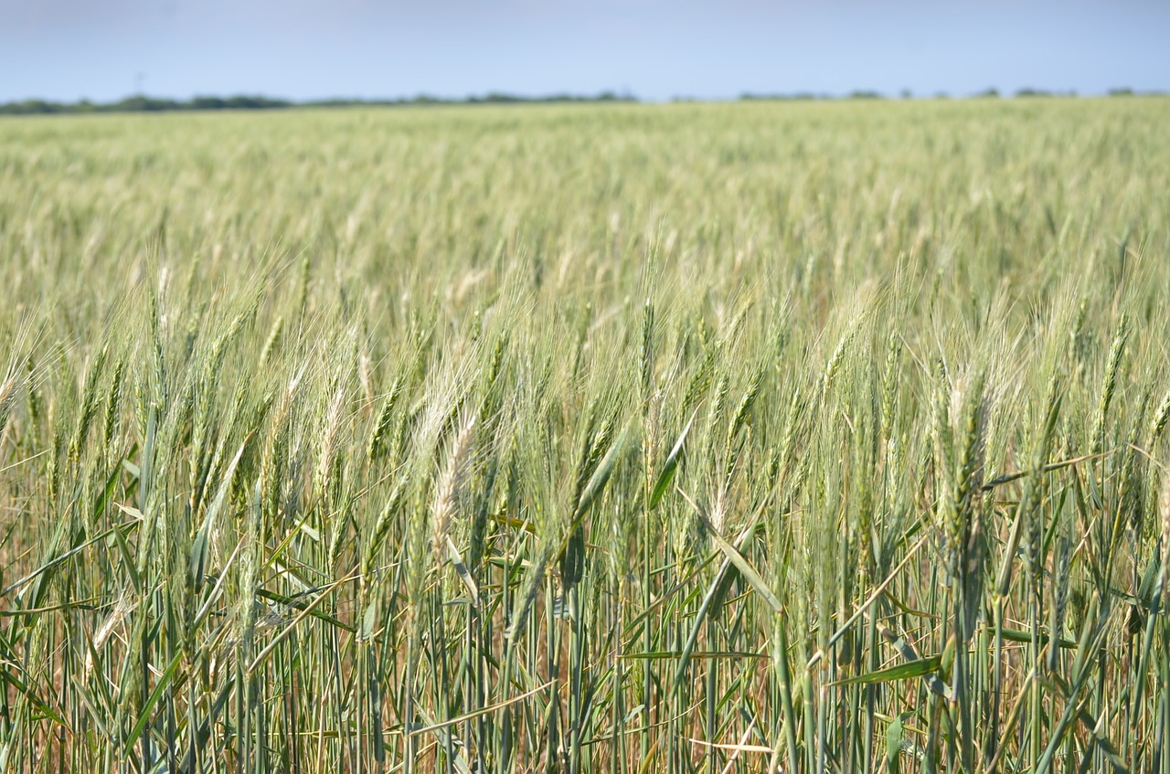 wheat field nature free photo