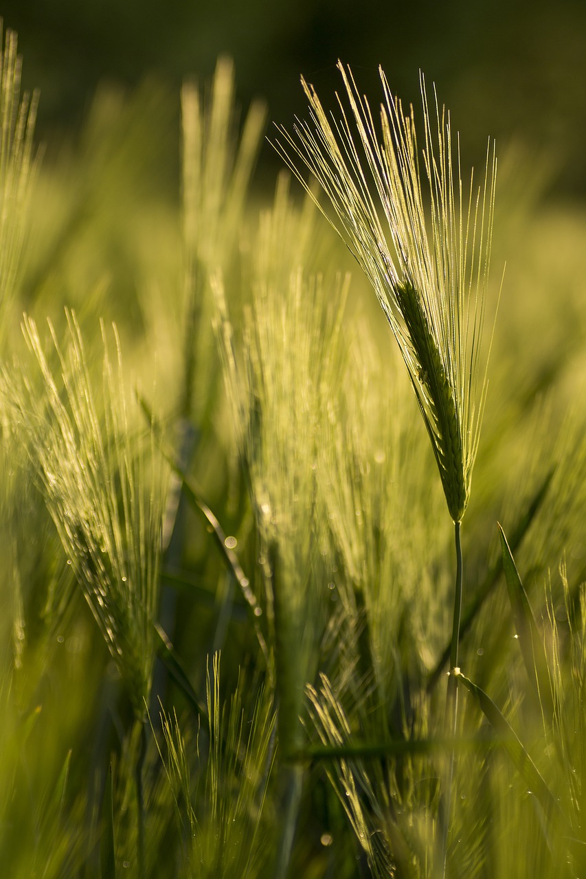 wheat cereals green free photo