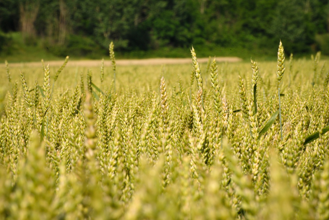 wheat green field free photo