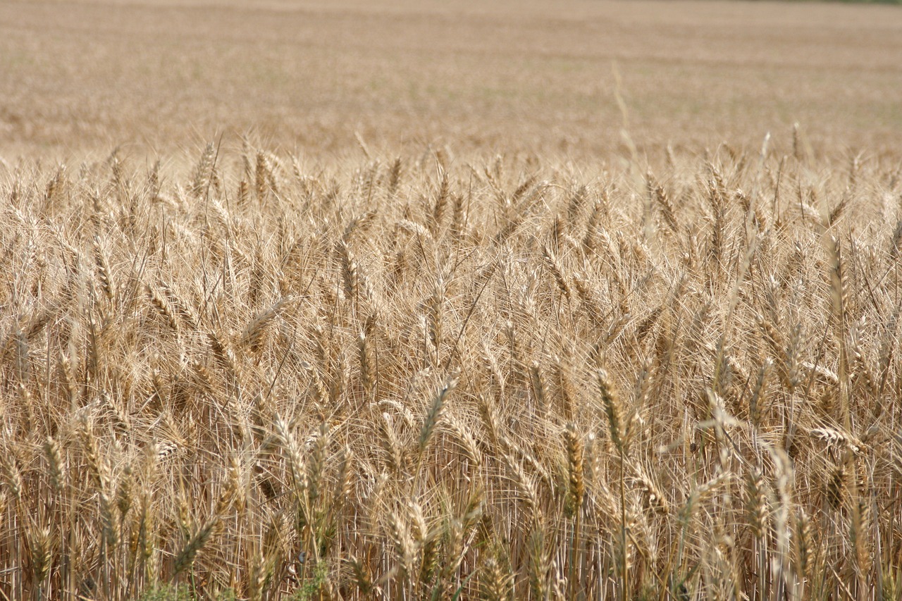 wheat cereals field free photo