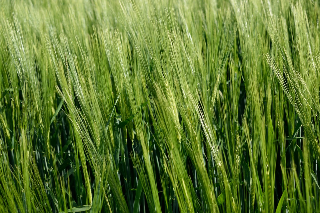wheat grain crop free photo