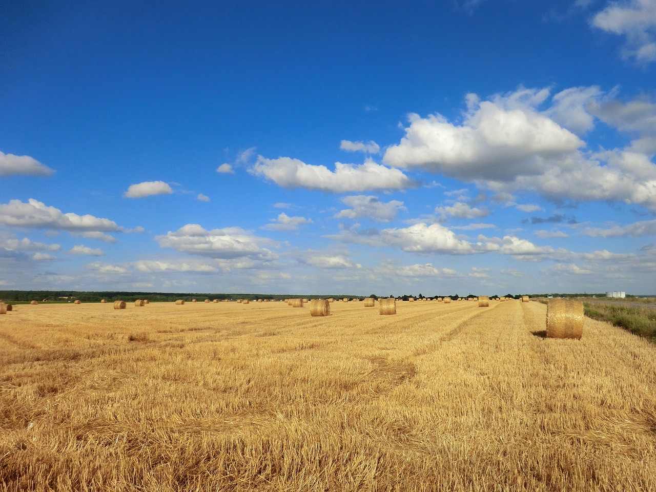 wheat field harvest free photo