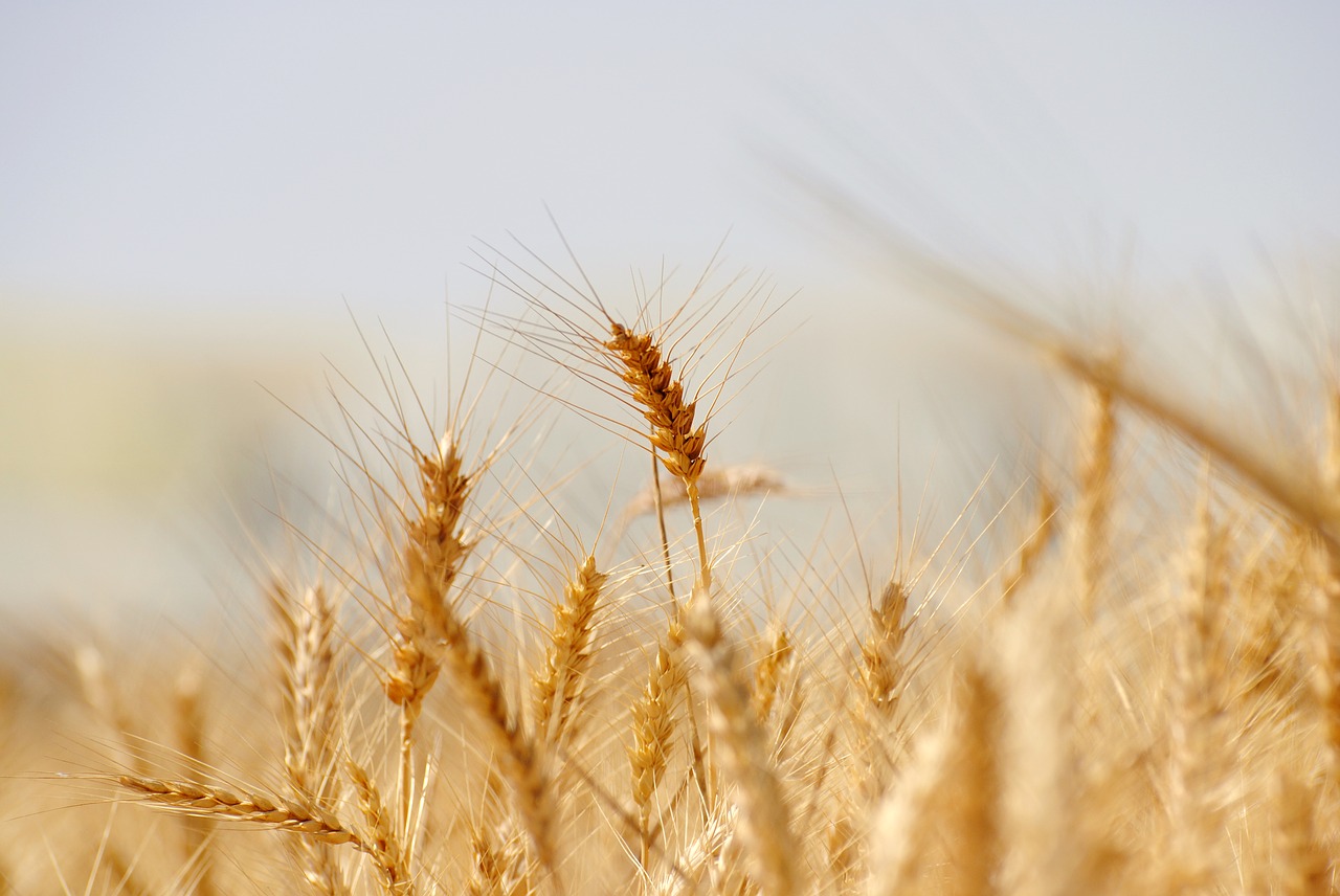 wheat bread cereal free photo