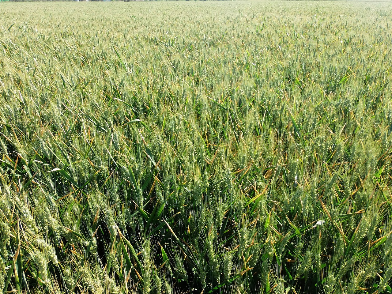 wheat cornfield cereals free photo