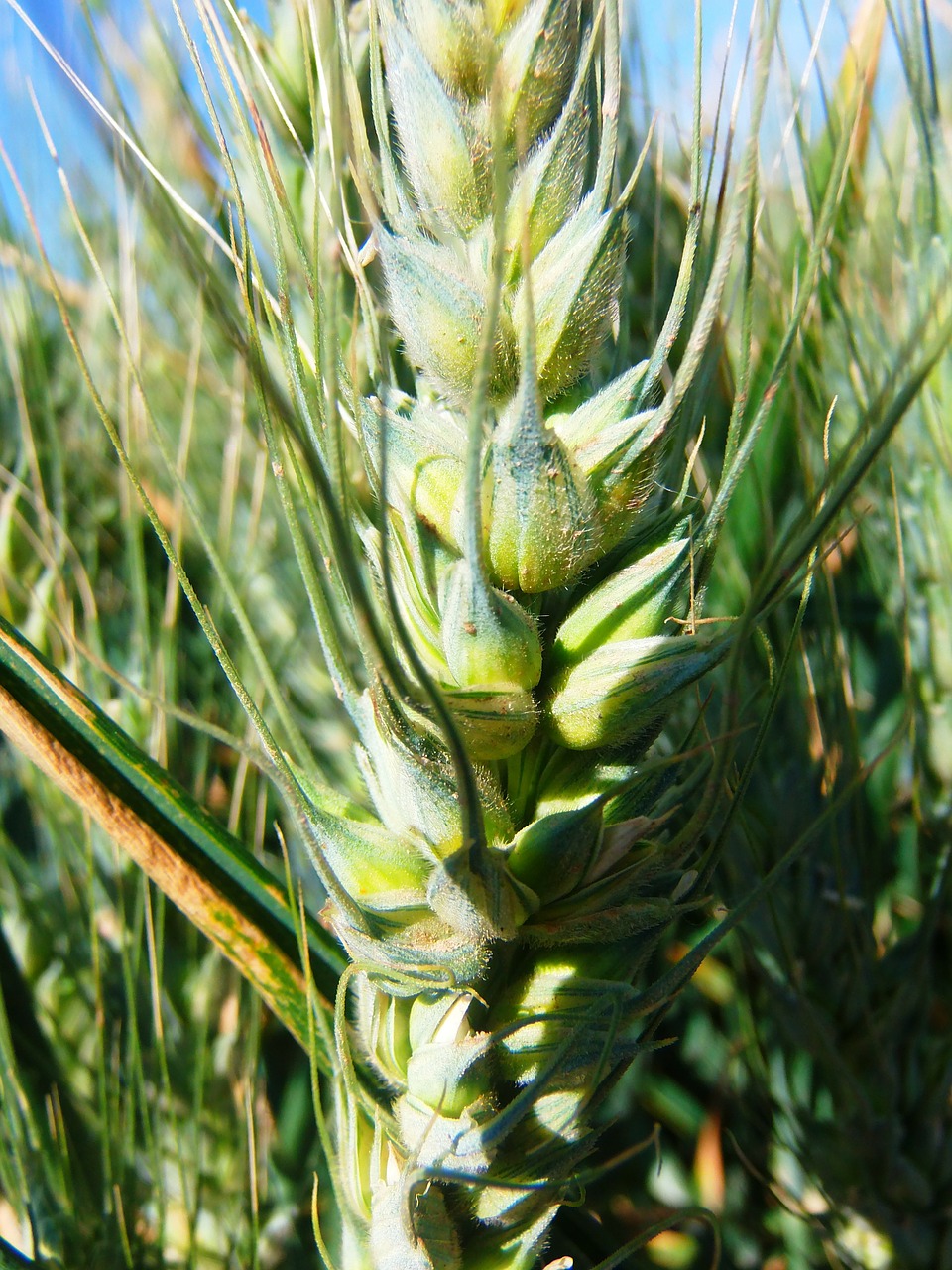 wheat grain field free photo