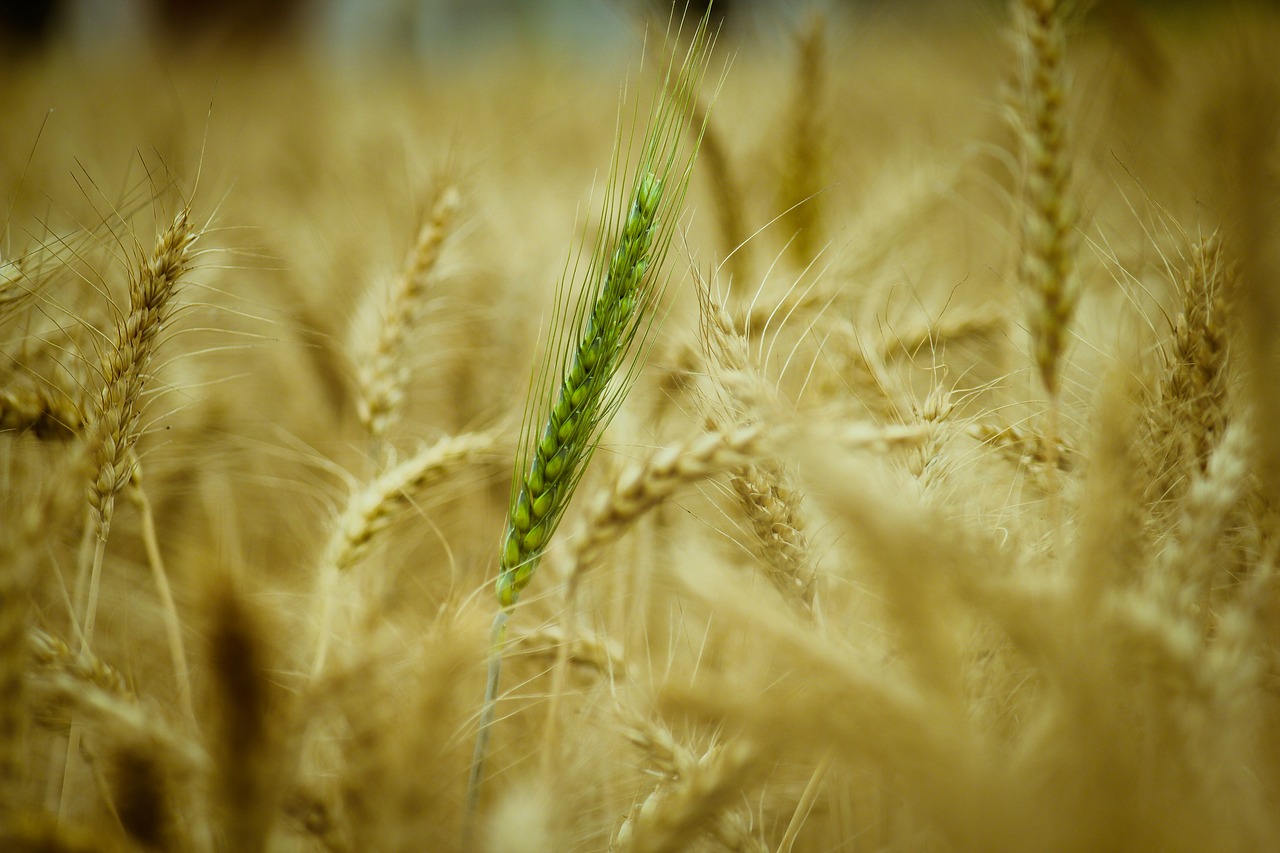 wheat cereal straw free photo