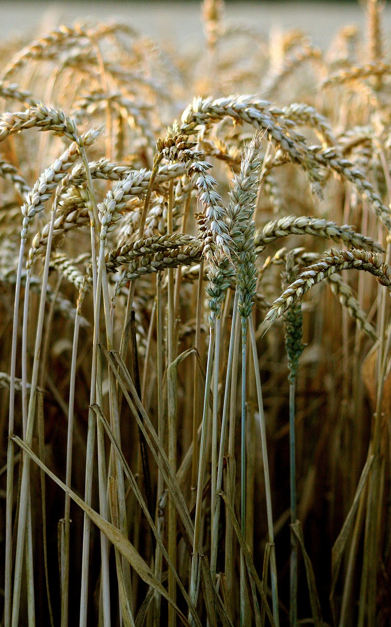 wheat harvest bread free photo