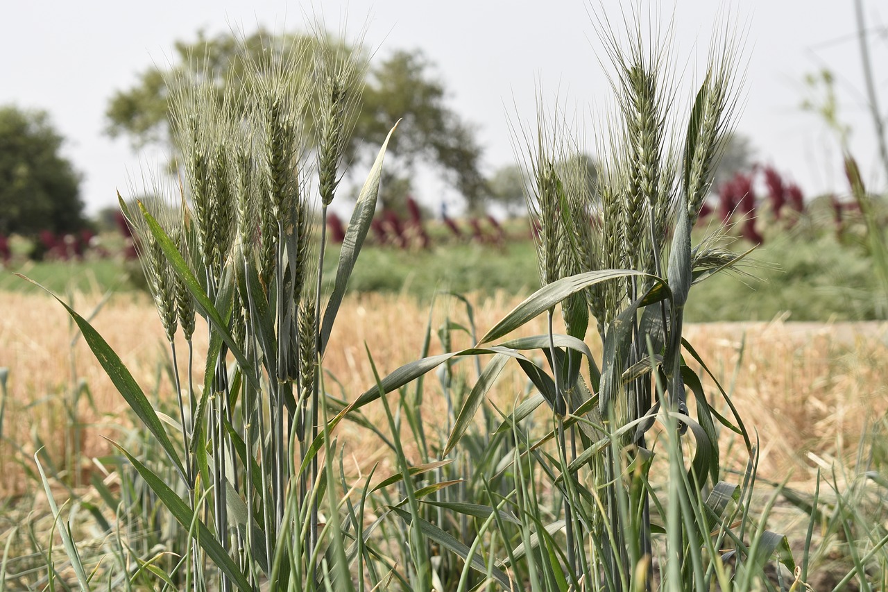 wheat grain seed free photo