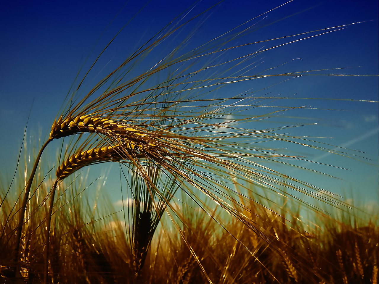 wheat harvest summer free photo