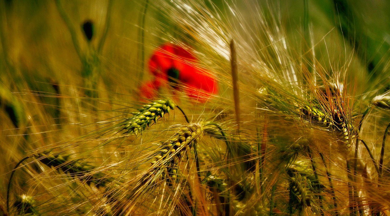 wheat poppy fields free photo