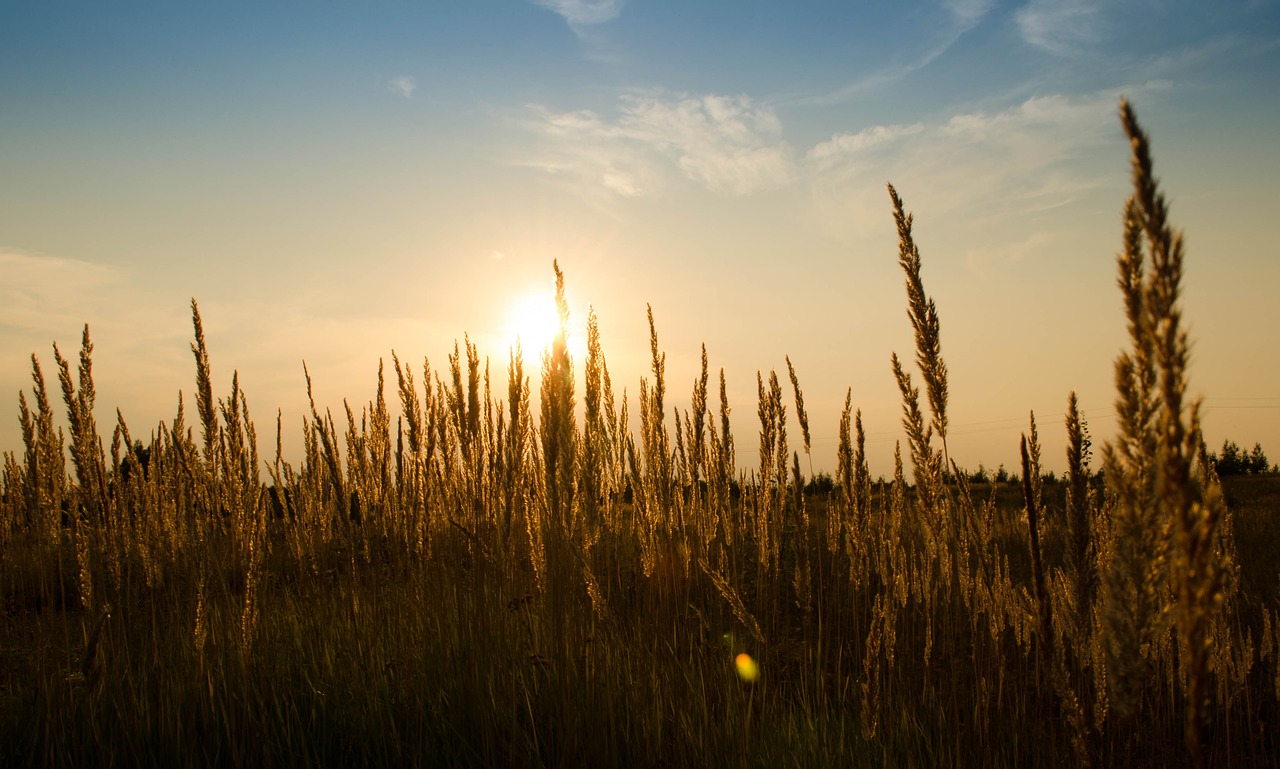 wheat field outdoors free photo