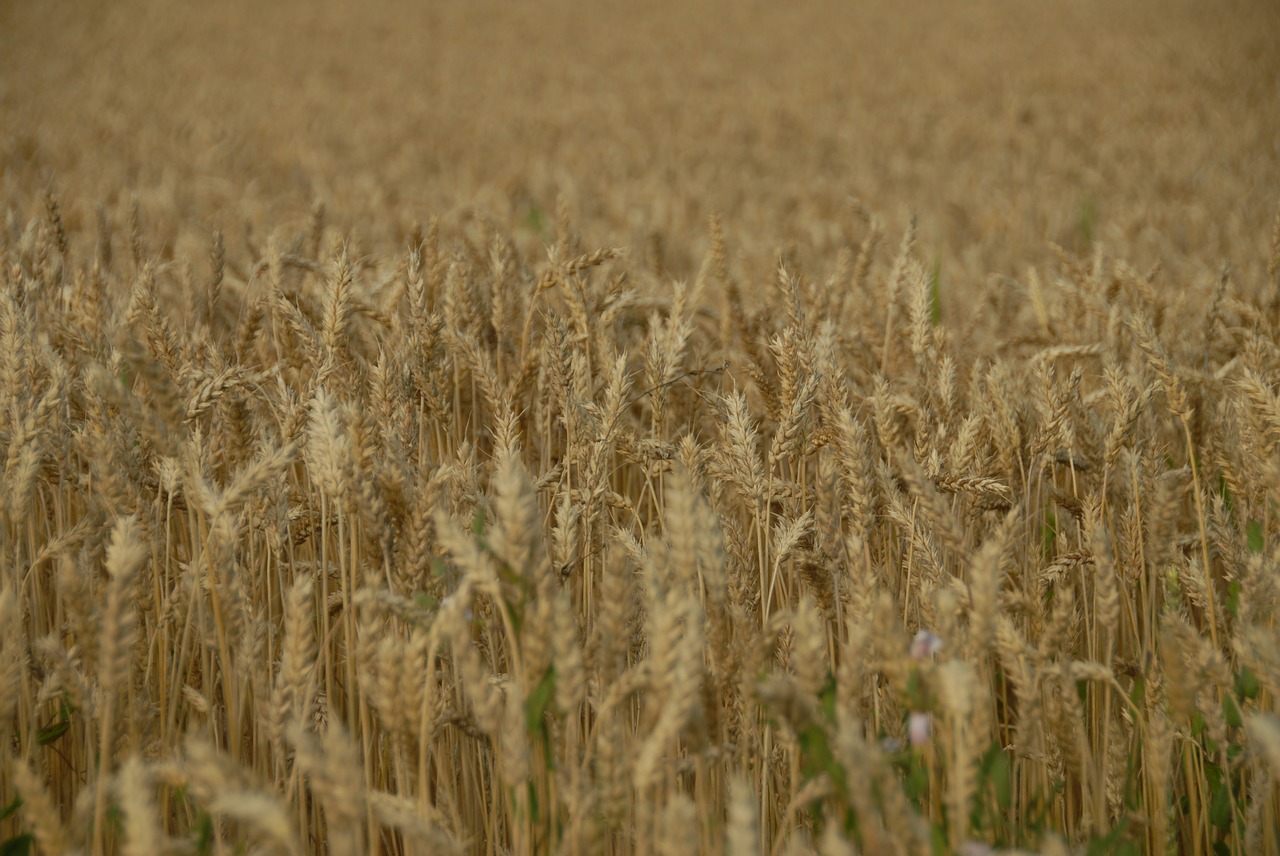 wheat cereal crop free photo