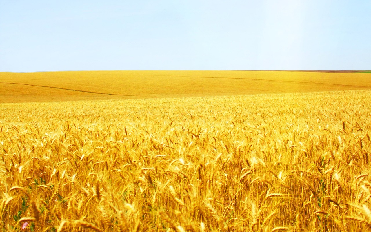 wheat cereal crop free photo