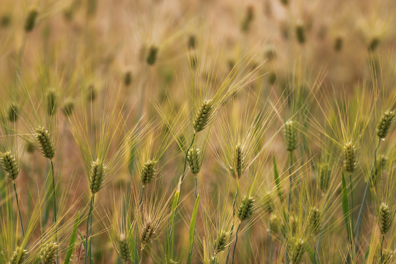 wheat  s  rural areas free photo