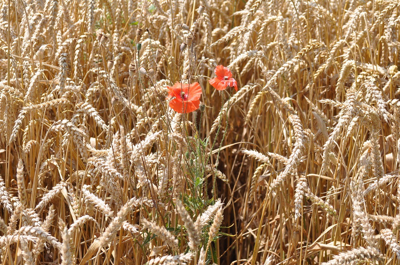 wheat  field  cereals free photo