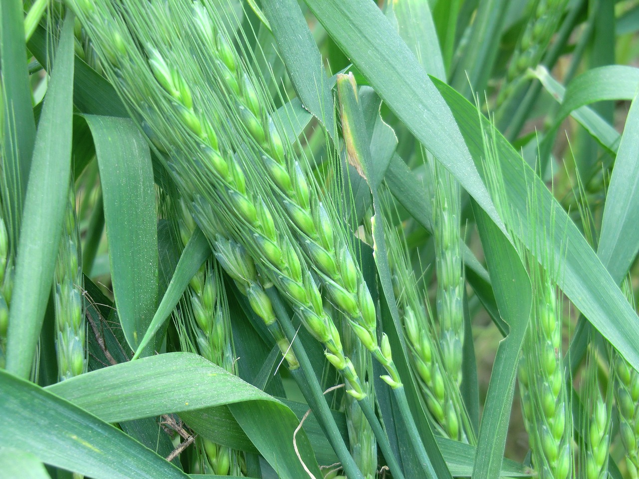 wheat natural countryside free photo