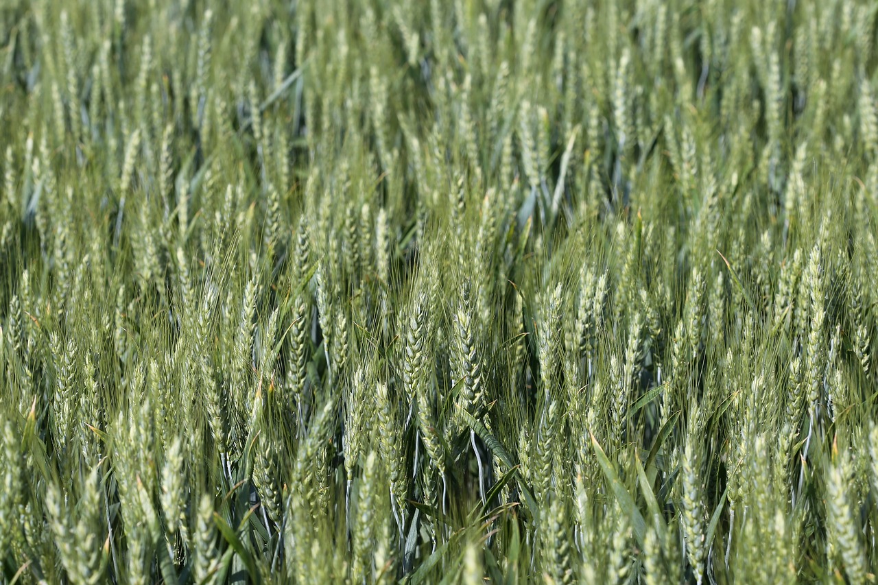 wheat  plant  agriculture free photo
