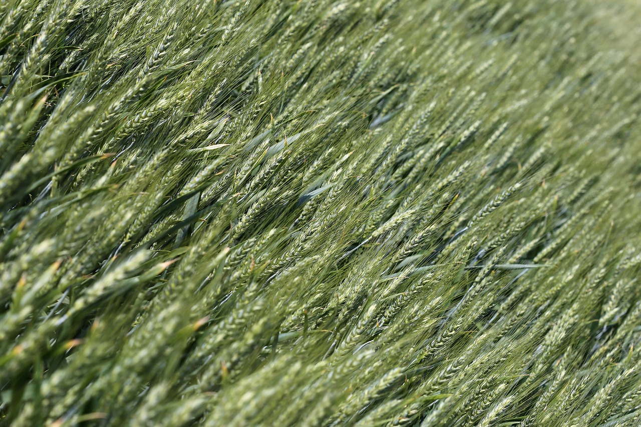 wheat  plant  agriculture free photo