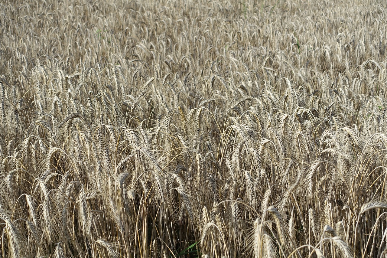 wheat  field  crop free photo