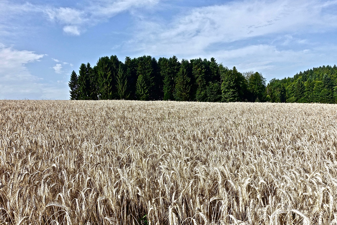 wheat  field  crop free photo