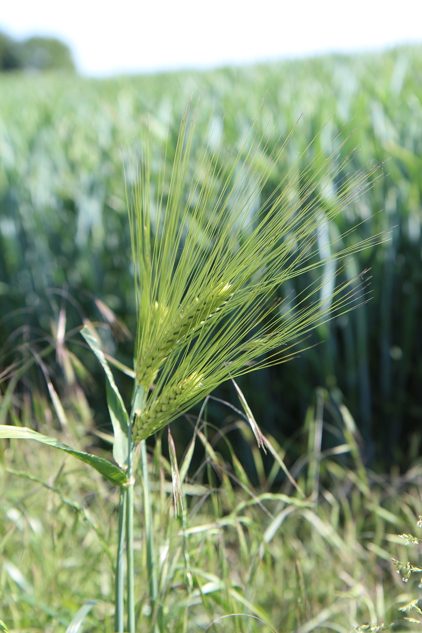 wheat  ears of wheat  cereals free photo