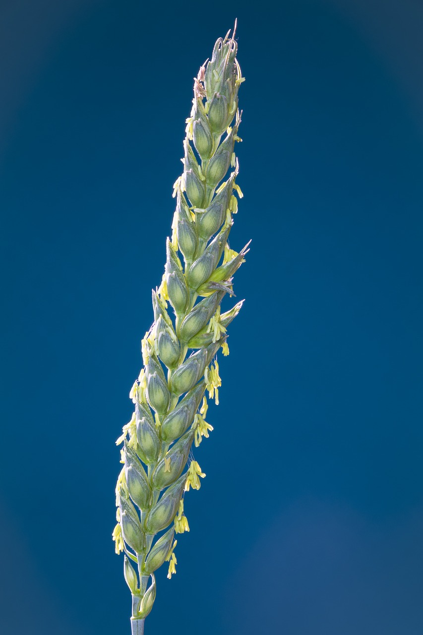 wheat  cereals  bloom free photo