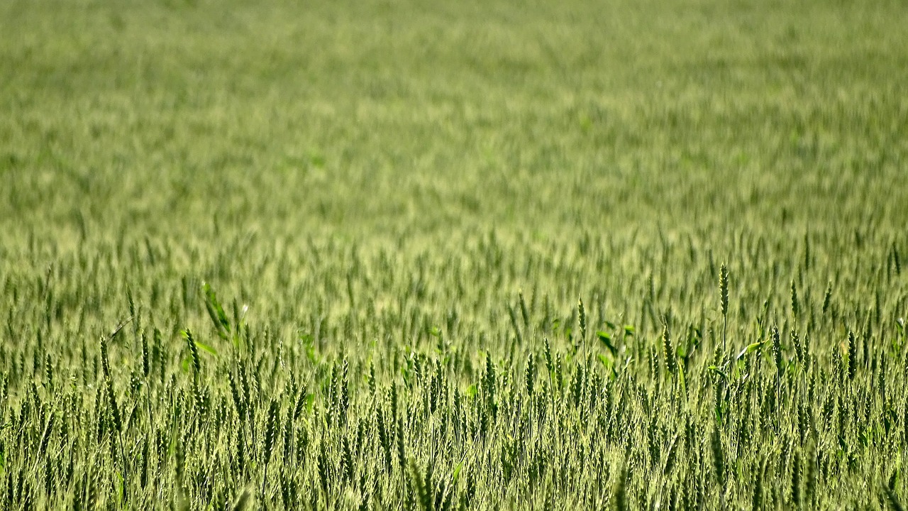 wheat  field  kolos free photo