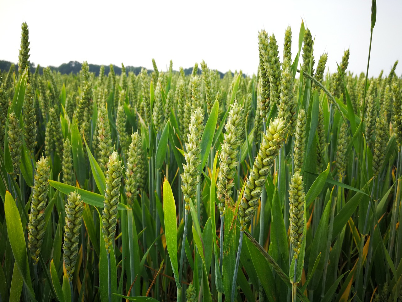 wheat  field  agriculture free photo