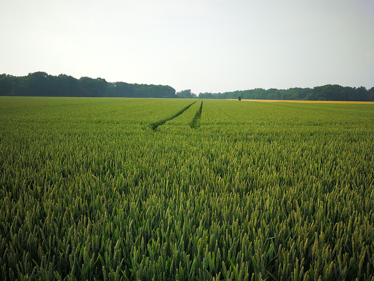 wheat  field  agriculture free photo