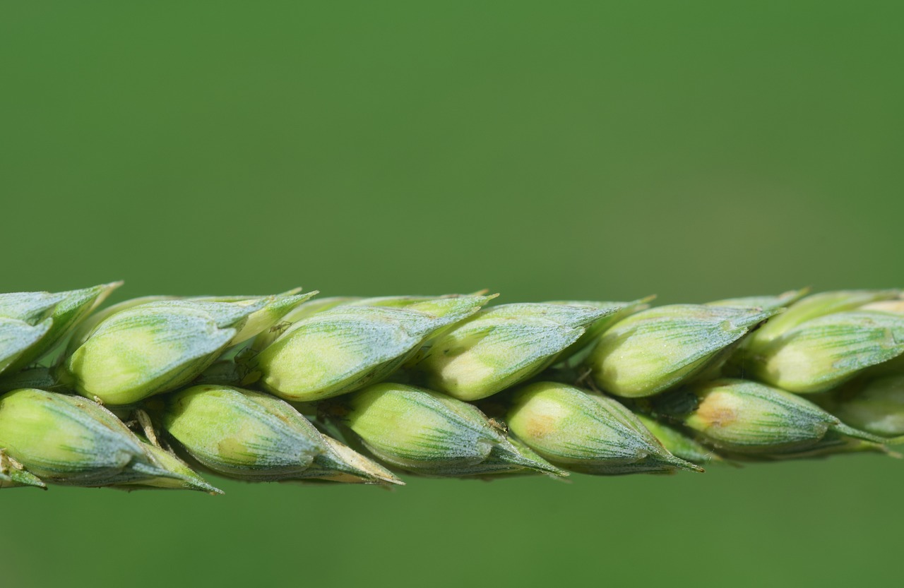 wheat  cereals  grain free photo