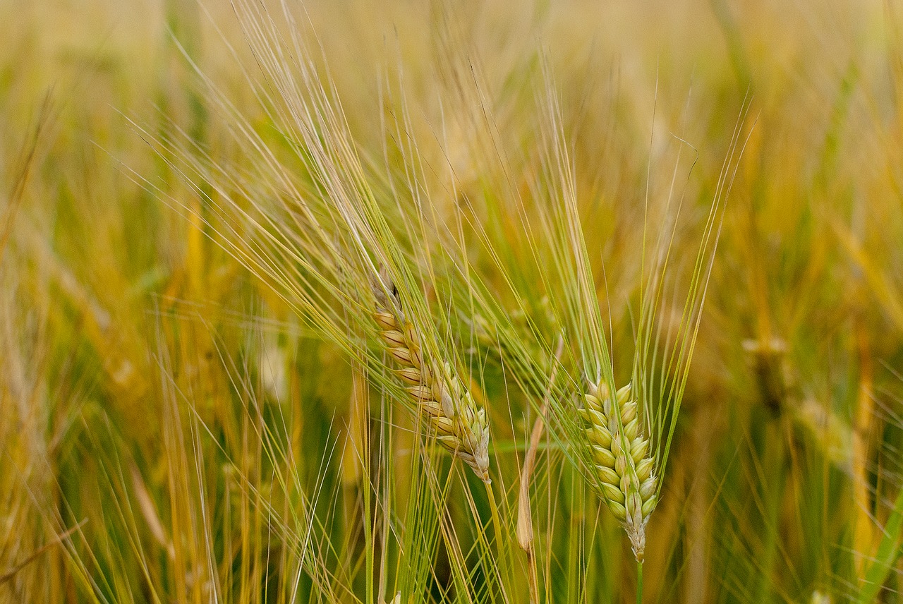 wheat  epi  cereals free photo