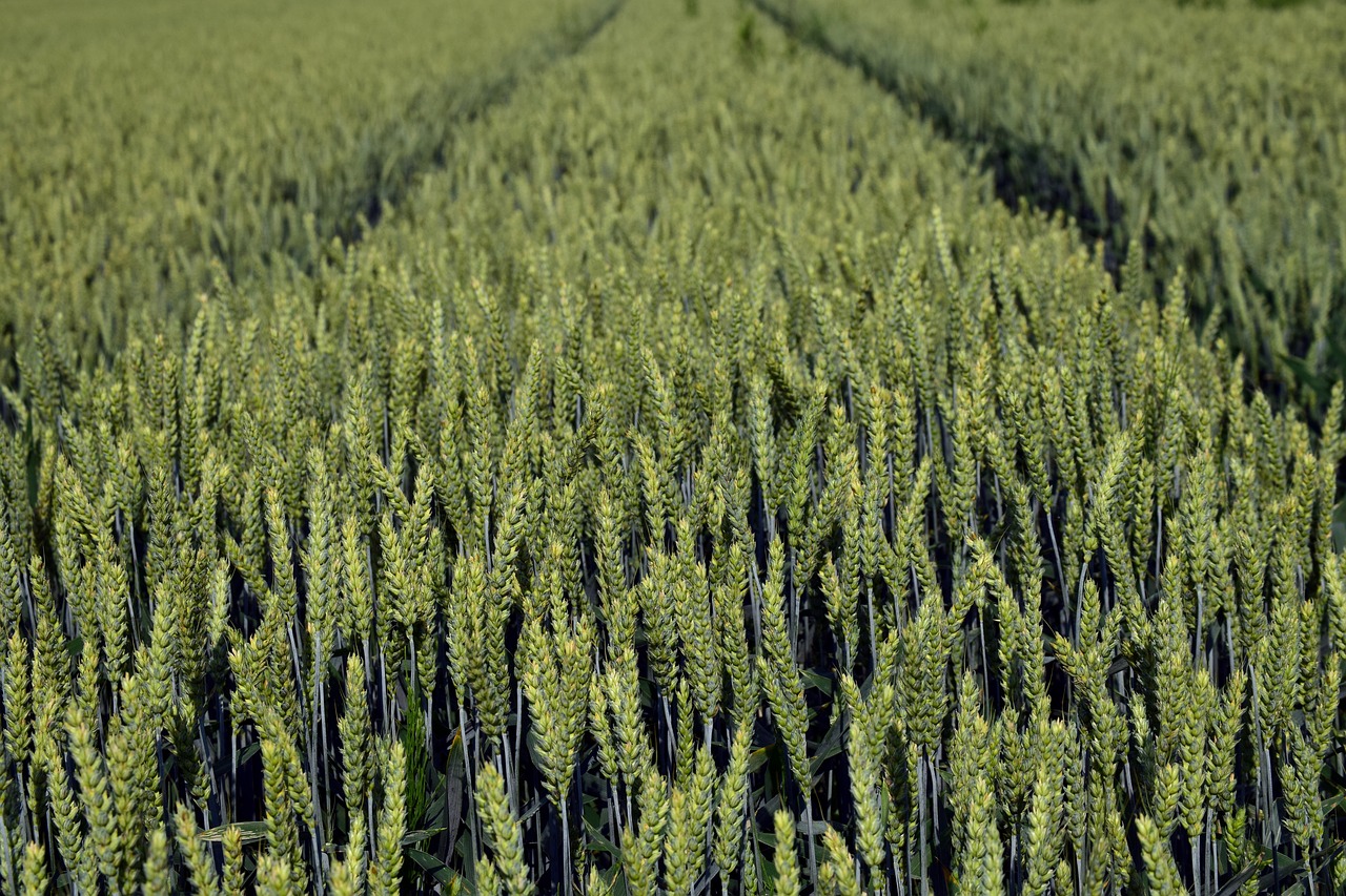 wheat  wheat field  cereals free photo