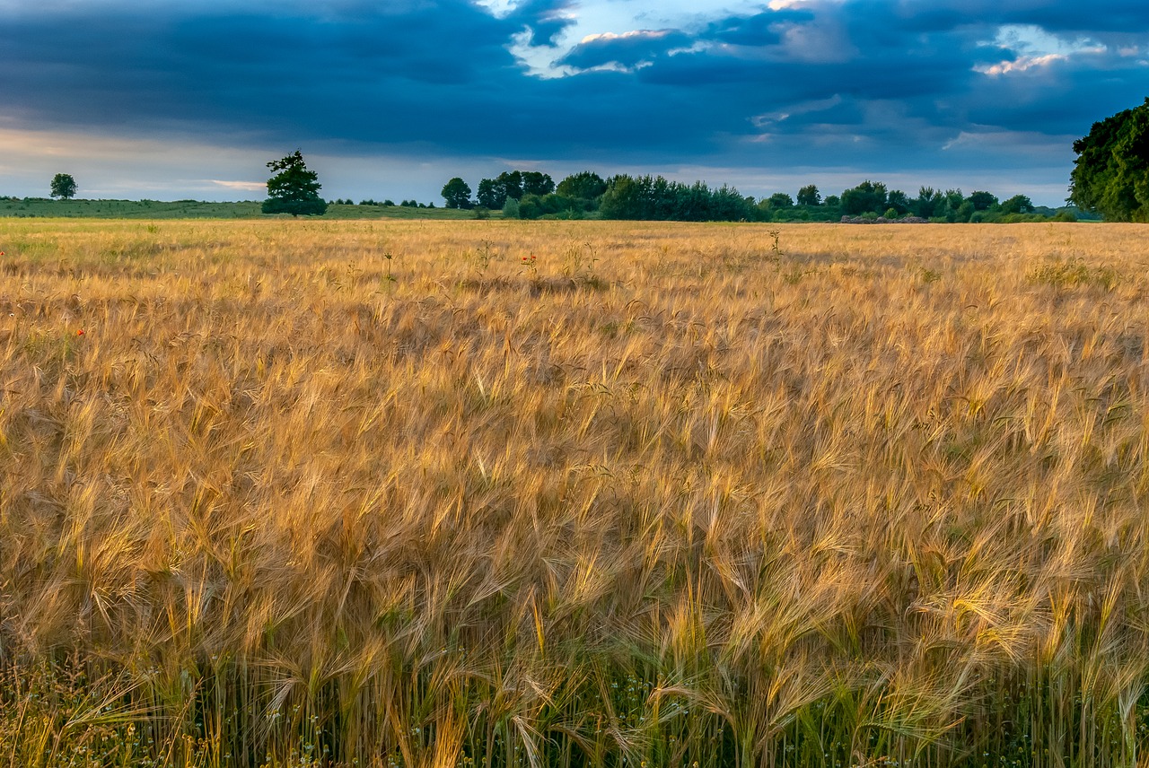 wheat  sky  nature free photo