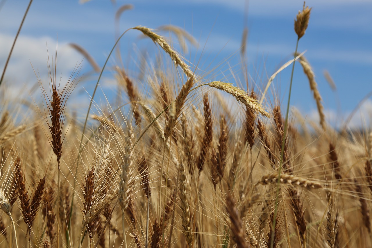 wheat  spike  grain free photo