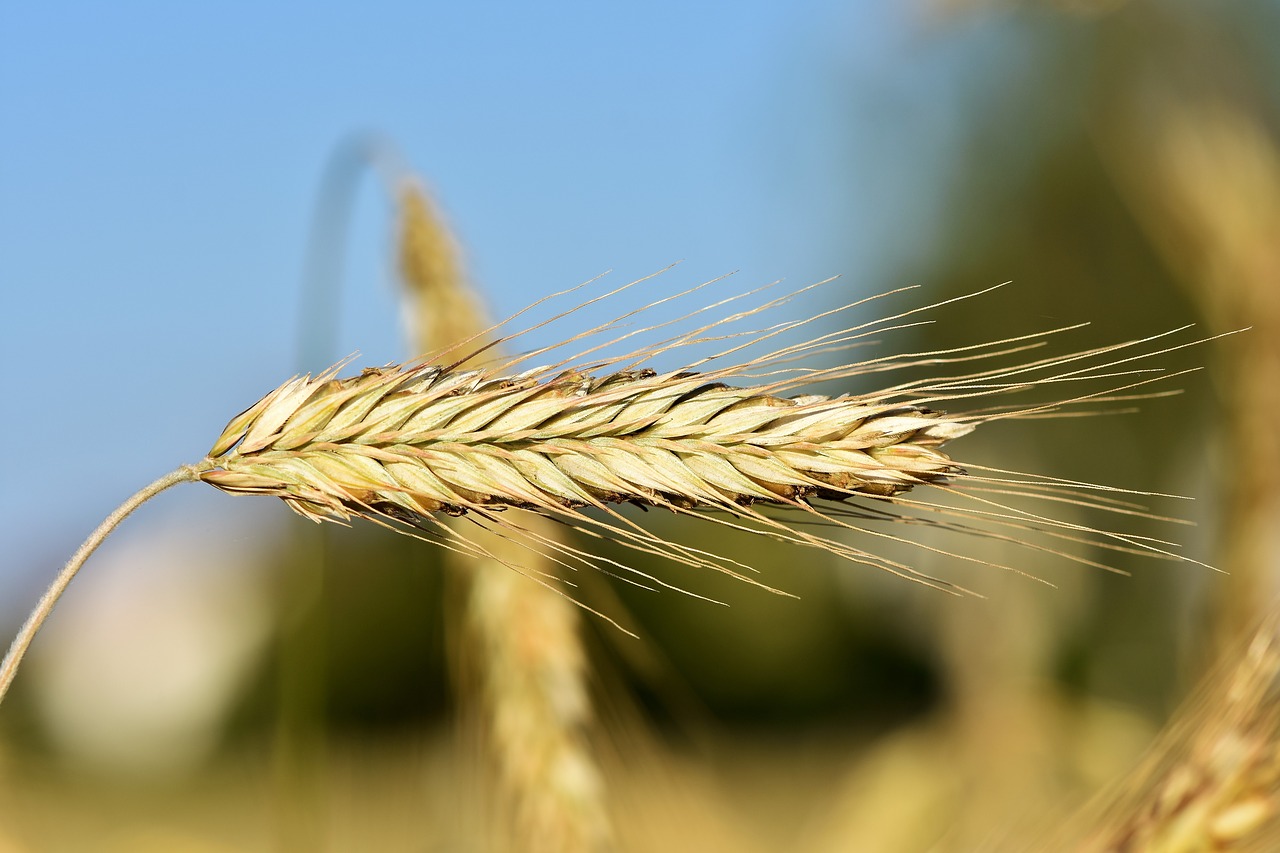 wheat  barley  cereals free photo