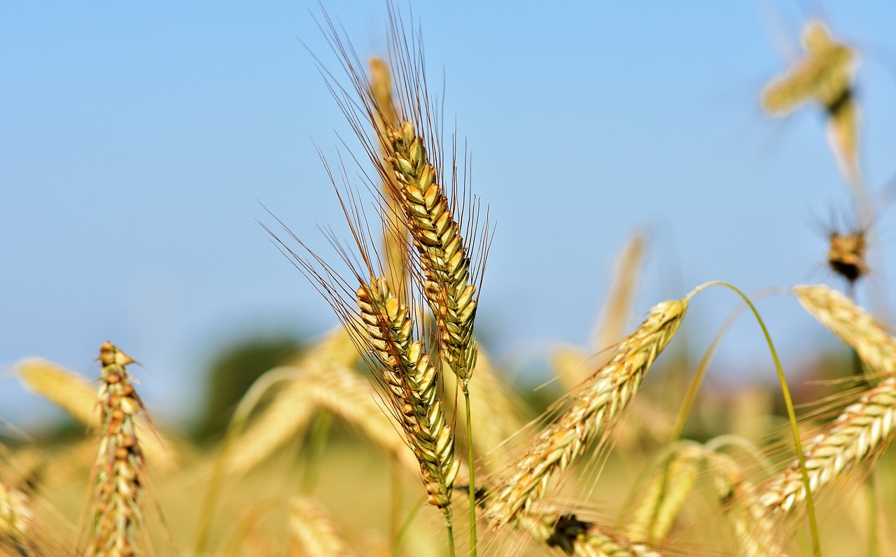 wheat  barley  cereals free photo