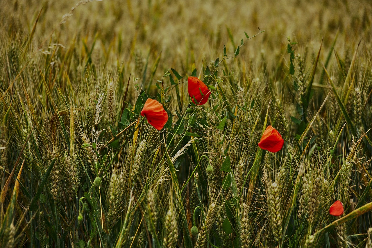 wheat  poppies  cereals free photo