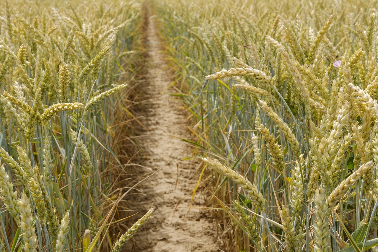 wheat  grain  cornfield free photo