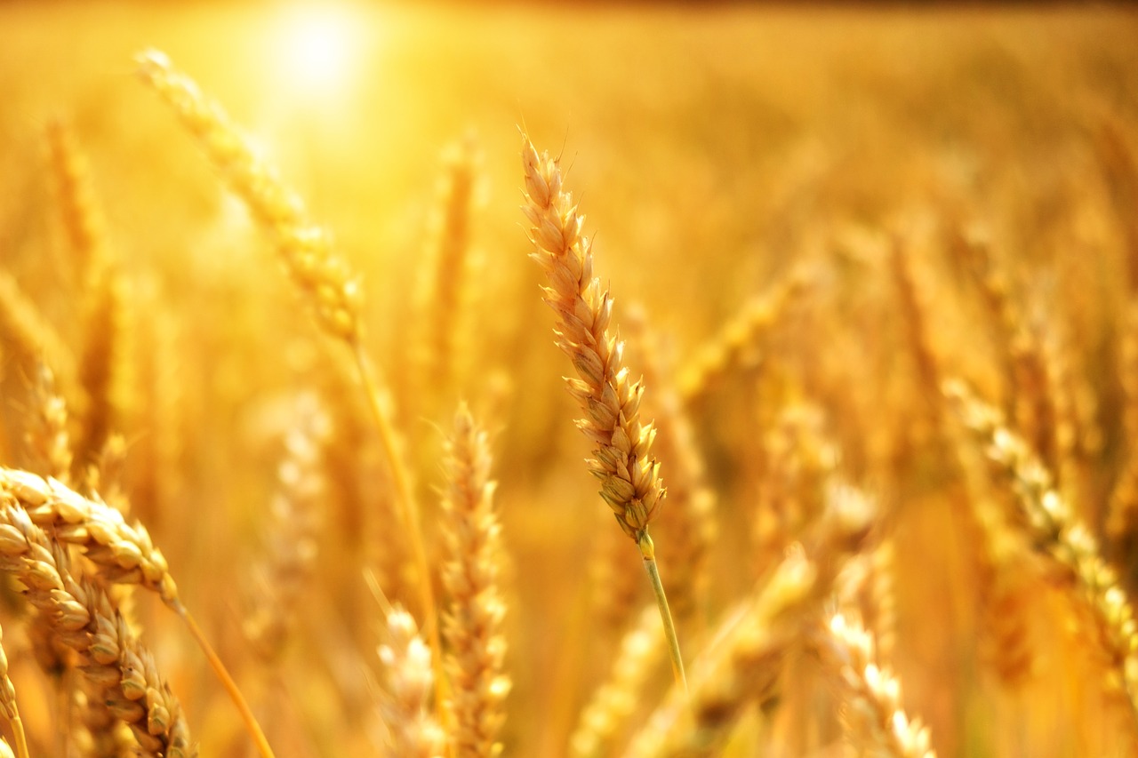 wheat  grain  cornfield free photo