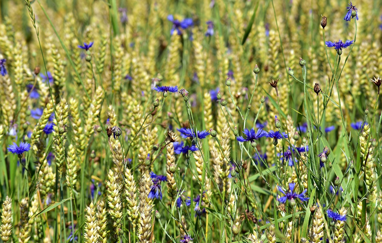 wheat  summer  field free photo