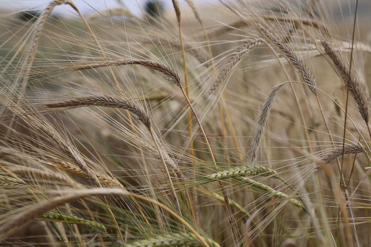 wheat  spike  grain free photo