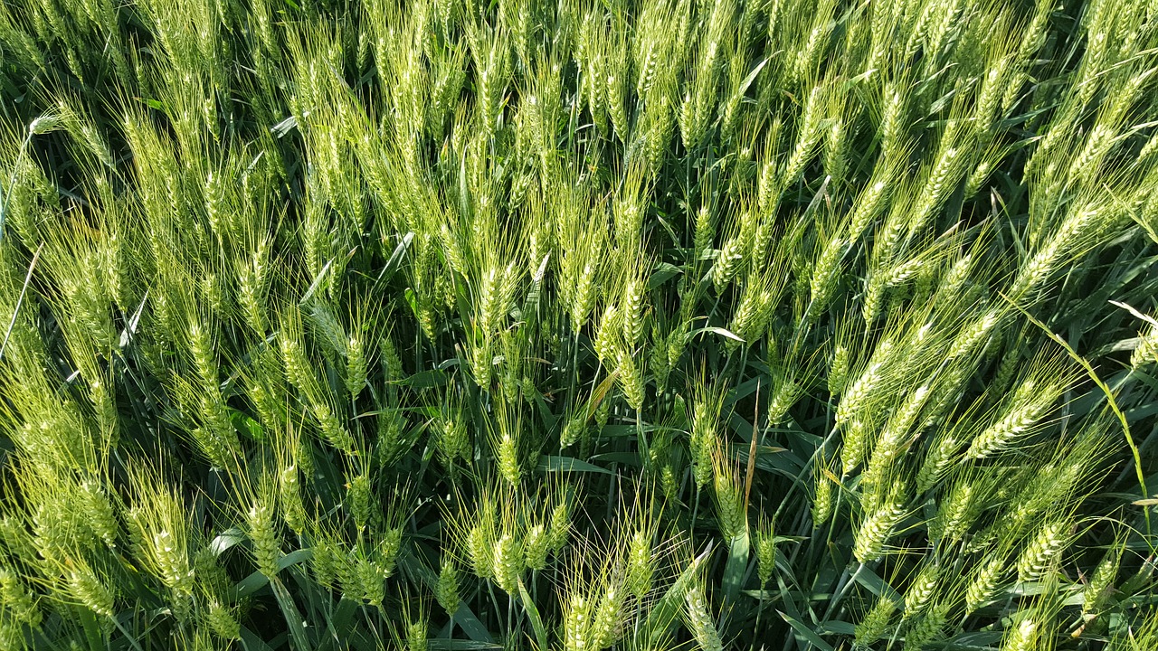 wheat  green wheat  wheat field free photo