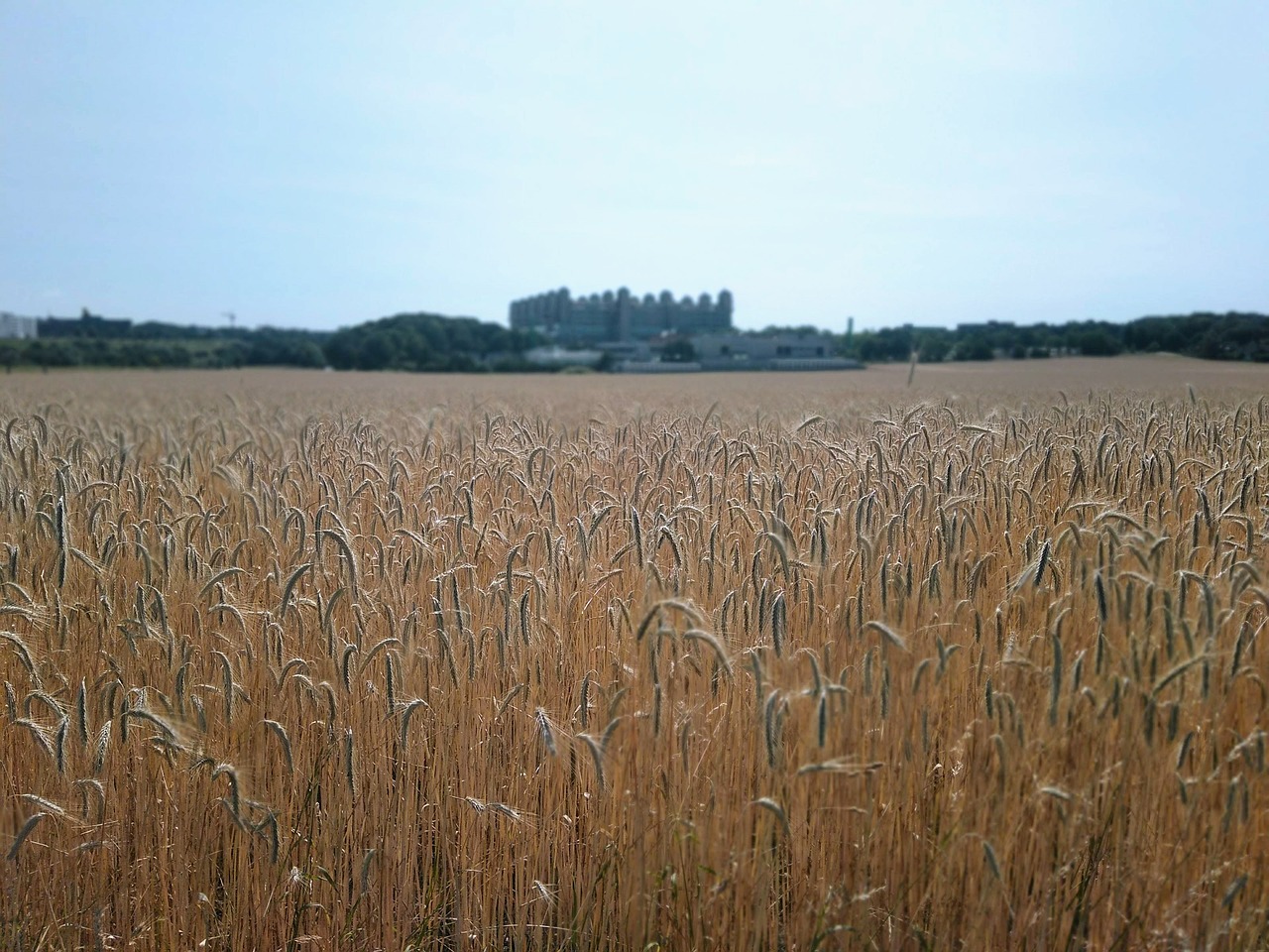 wheat  field  cereals free photo