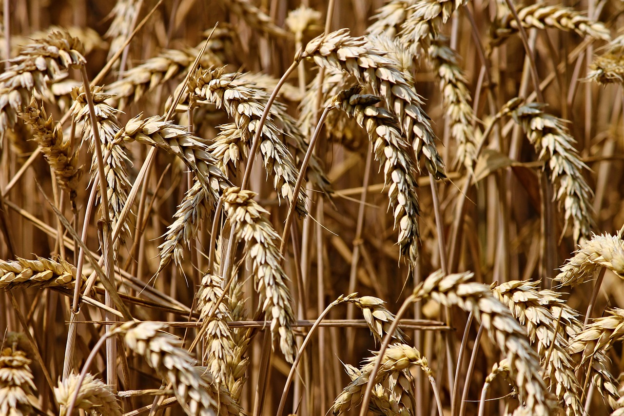 wheat  spike  cereals free photo
